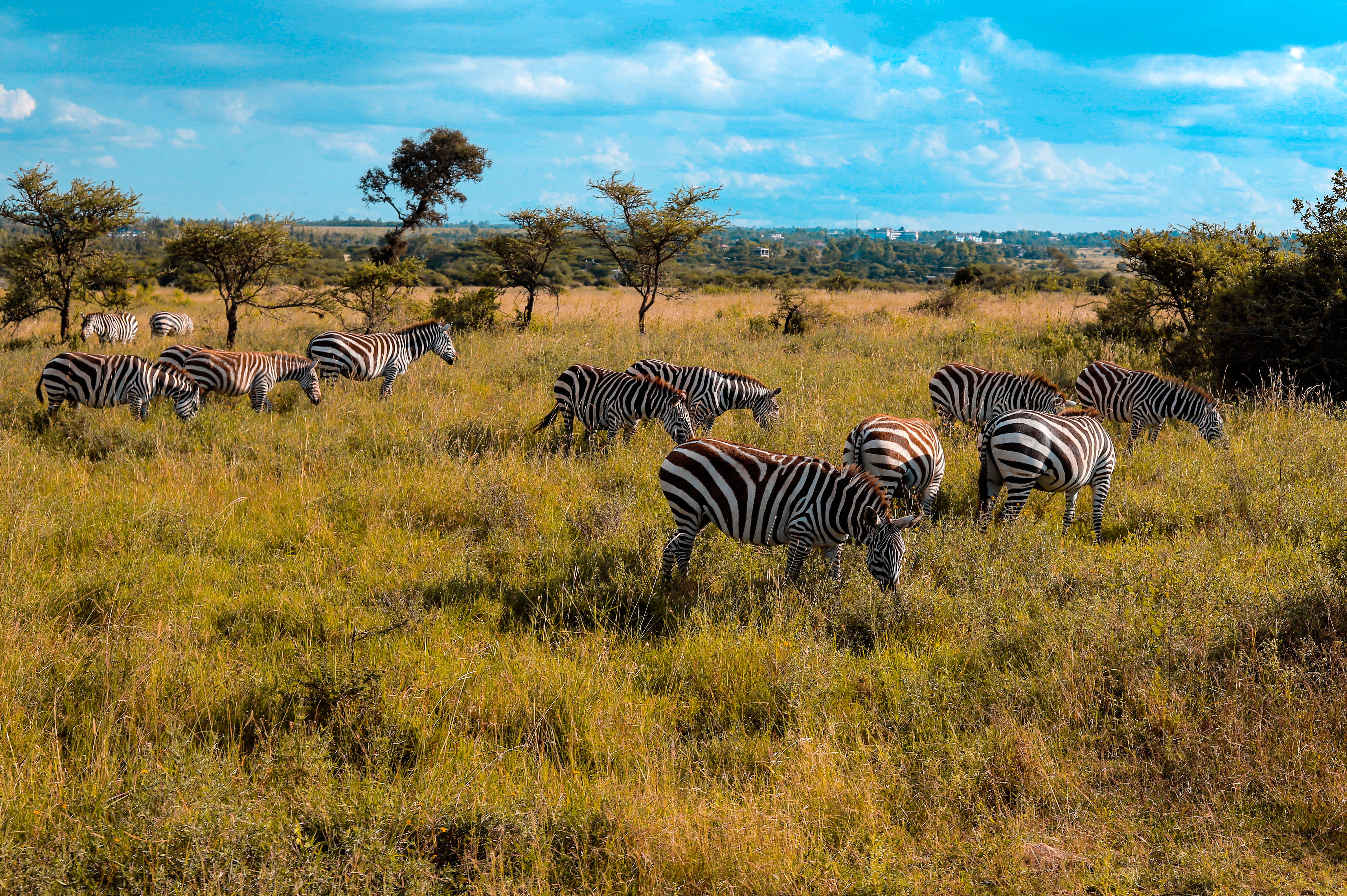 Wildlife photography in Uganda